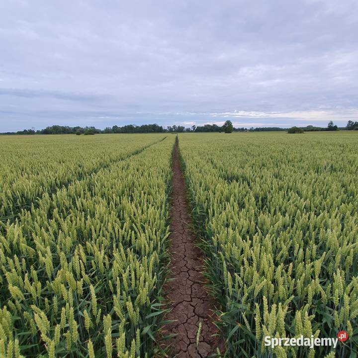 Pszenica konsumpcyjna CHEVIGNON C1 Ćwików