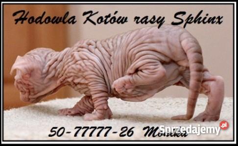 SPHYNX CANADIAN Zaprasza Cattery De TrojanS Warszawa