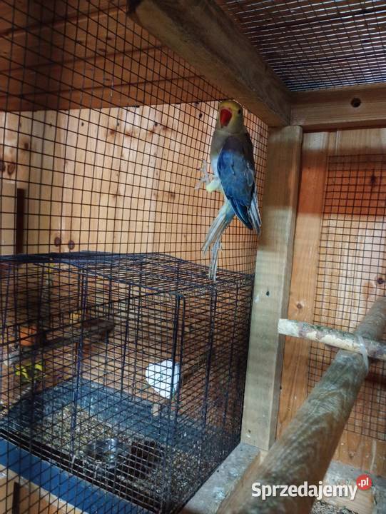 Aleksandretty GO dolnośląskie Kamień Górowski