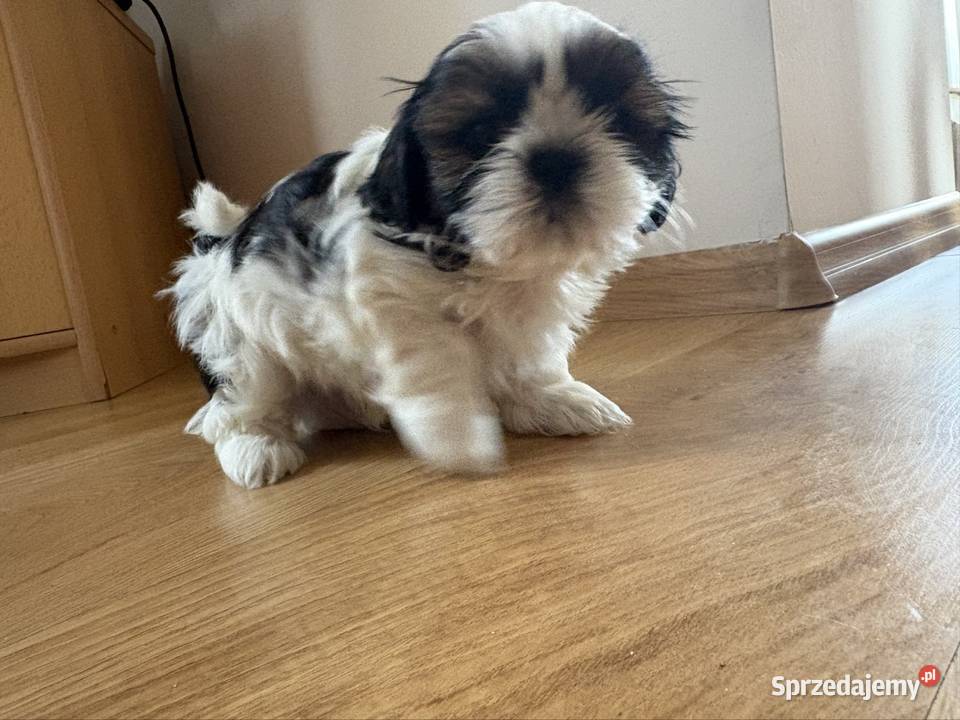 Piesek shih tzu mazowieckie Lipa