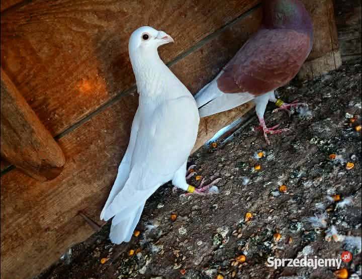 Gołębie pocztowe piękne na obrączkach stałych Plemięta sprzedam
