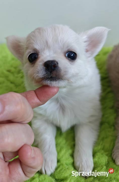 Chihuahua szczenięta super pies mini  prawdziwy rodowód ZKwP FCI