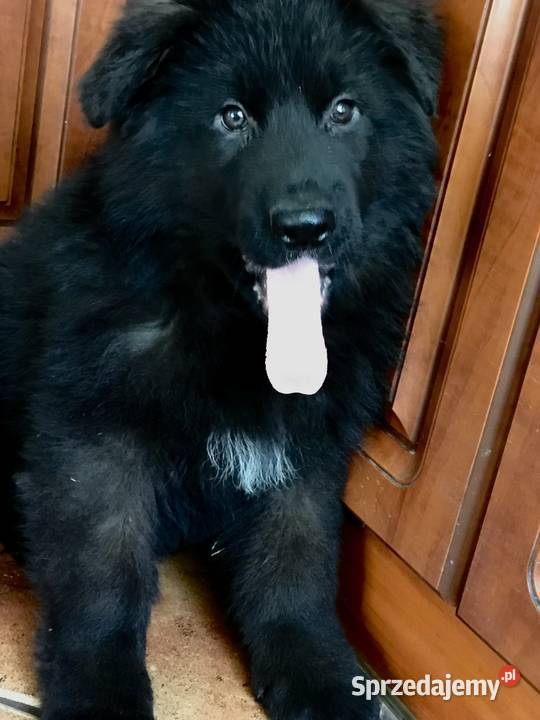 Owczarek niemiecki długowłosy potężne szczeniaki Owczarek Klimontów sprzedam