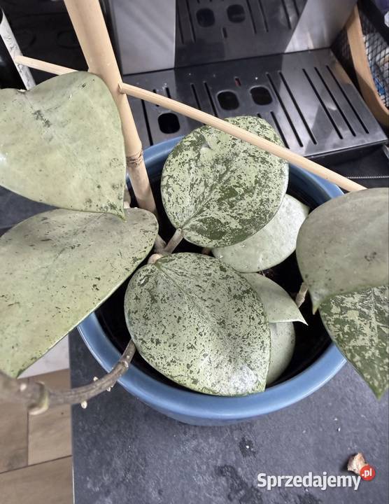 Hoya hoja Verticillata Silver Heart małopolskie