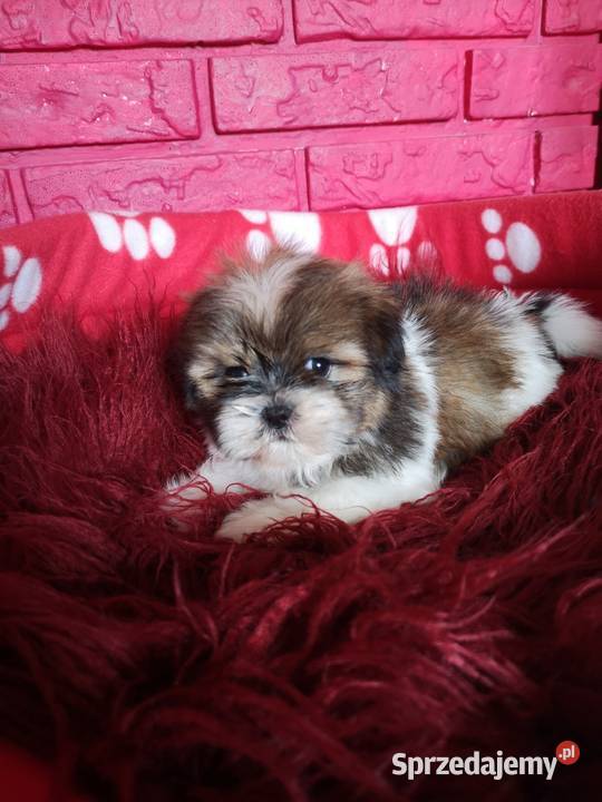 AKTUALNE Szczenięta rasy SHIH TZU hodowla zachodniopomorskie Szczecinek