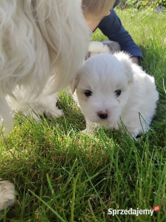 Coton de Tulear szczenięta z rodowodem
