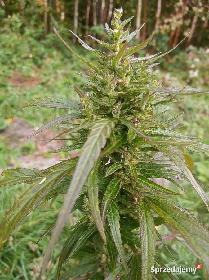 Susz konopny Herbata CBD NATURA 25G Ekologiczny Pozostałe Zduńska Wola