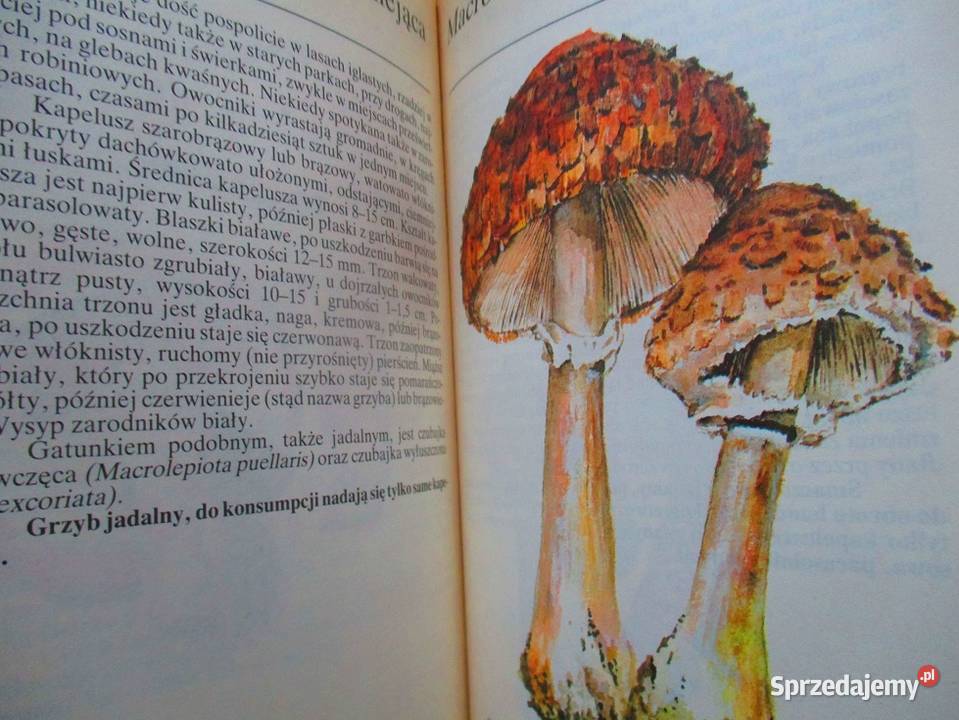 Grzyby leśne Grzywacz grzyby botanika las Łódź