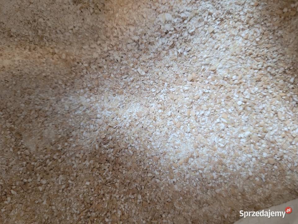 Kokurydza mielona 25 mazowieckie Łosice sprzedam