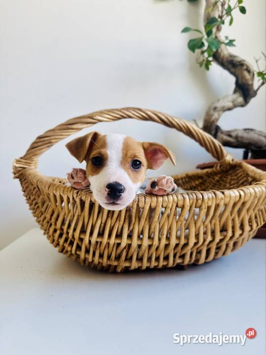 Uroczy Jack Russell Terrier z rodowodem Poznań