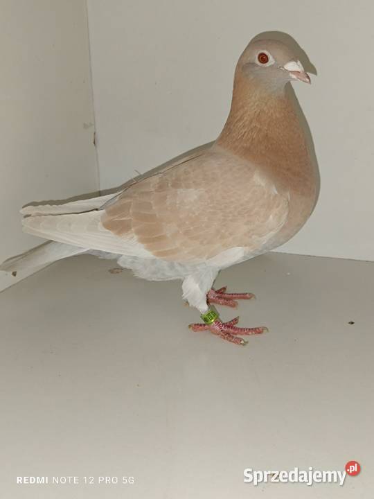 Gołębie Pocztowe Piękne Kolory