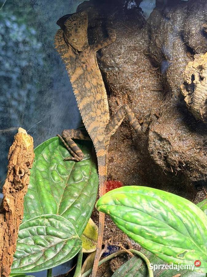 Młoda para agamy kameleonowatej Gdańsk