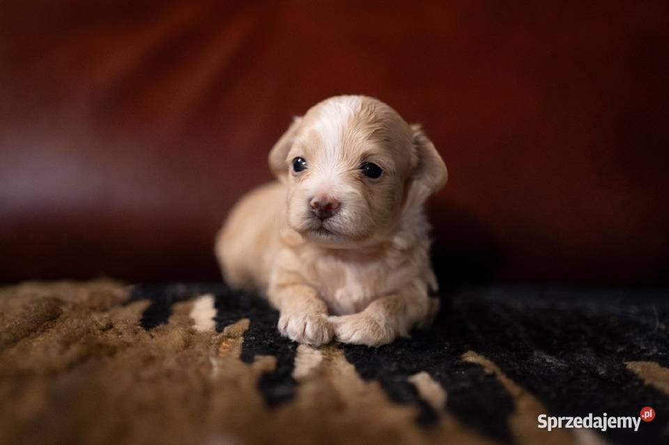 Maltipoo szczeniaki F1 podlaskie Augustów