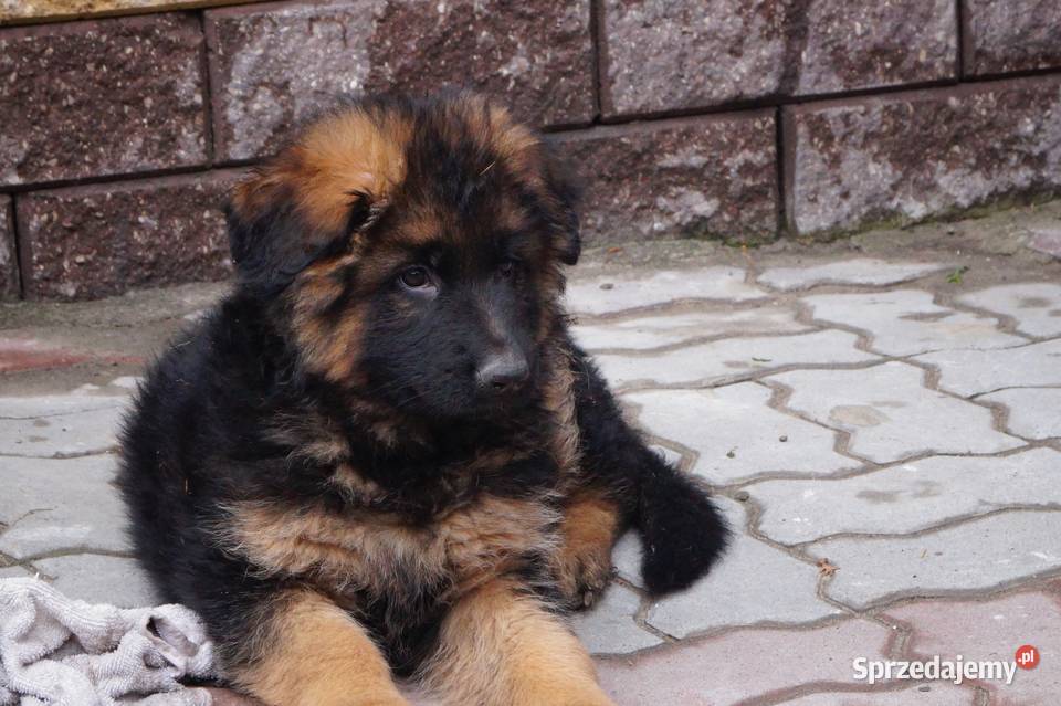 owczarek niemiecki szczeniaki długowłose z