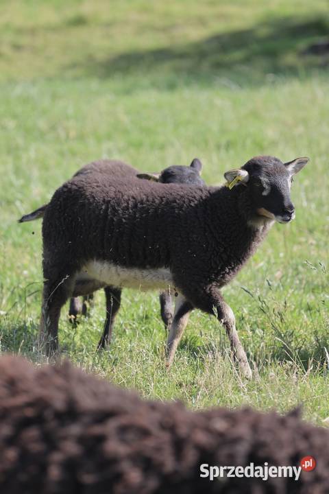 Owce rasy Shetland Owce Dzięgielów sprzedam
