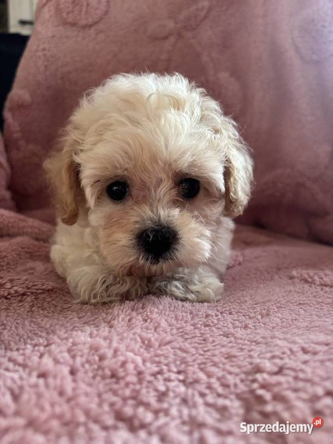 Sunia Maltipoo F1 biszkoptowa sprzedam