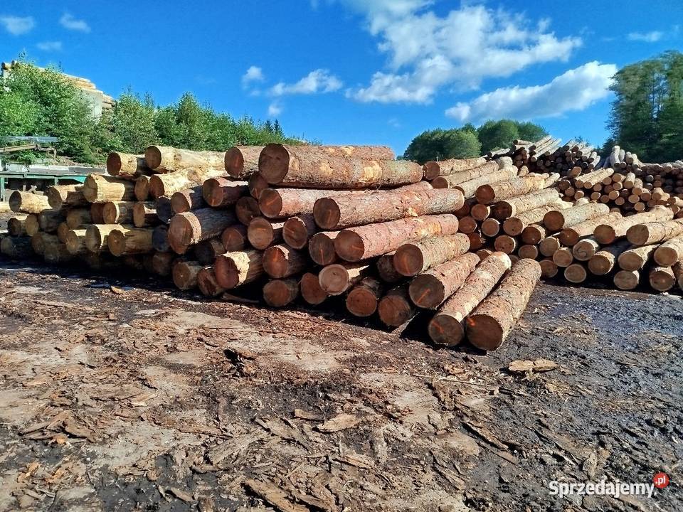 Modrzew na gont odziomkowa 40 cienszy koniec
