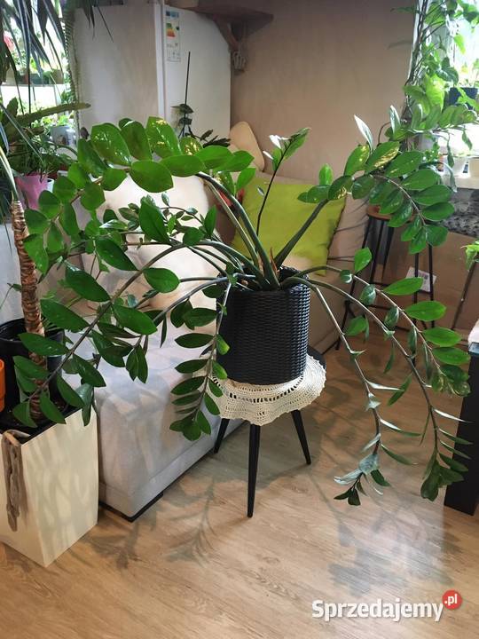 Wielki zamiokulkas z domowej uprawy Warszawa sprzedam