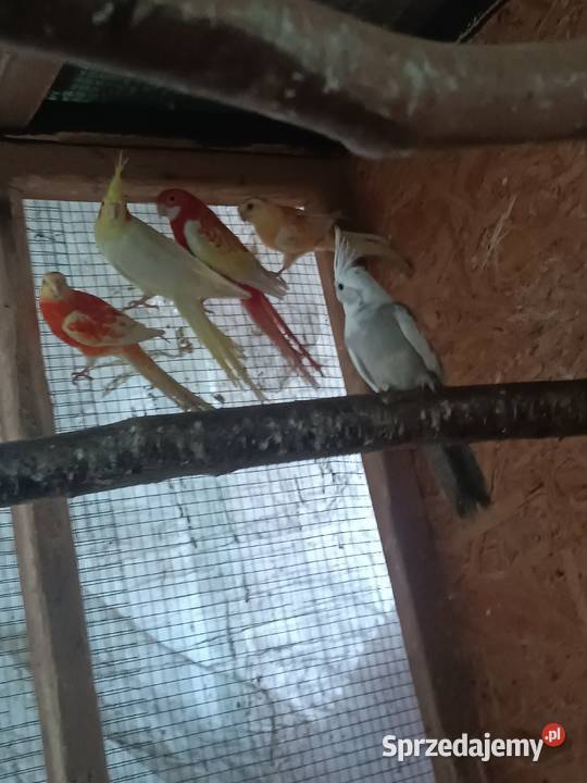 Papugi śląskie Orzesze