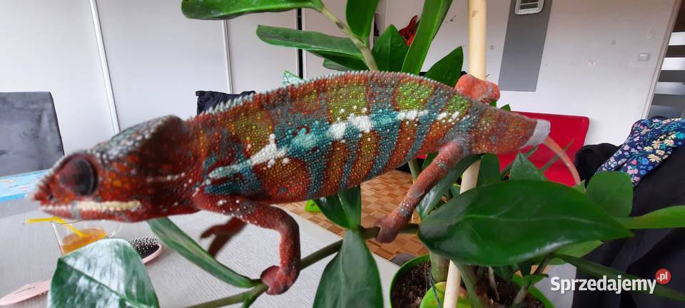 Kameleon lamparci ambilobe red bar Chrzanów sprzedam