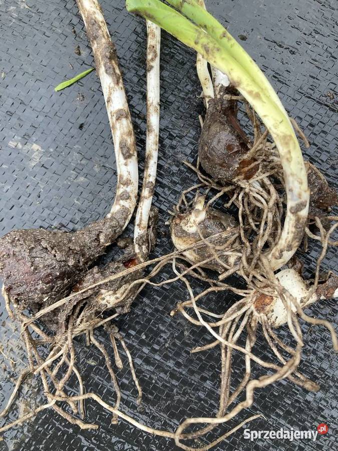 Przebiśnieg Elwesa cebulki cebule Lublin sprzedam