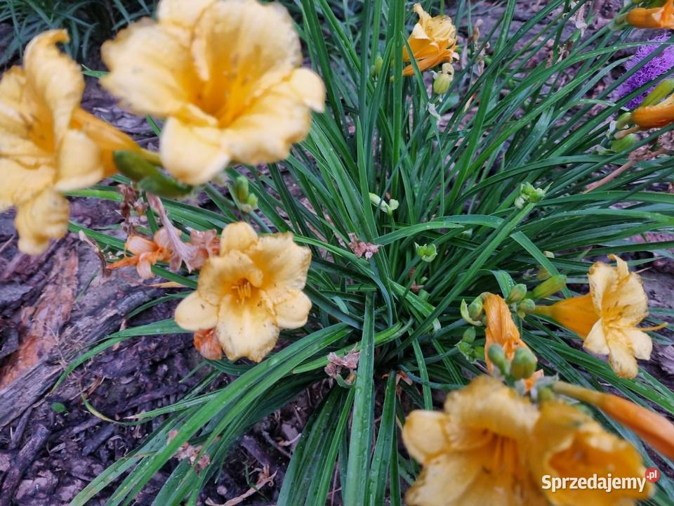 Liliowiec wiele Kolorów Lublin