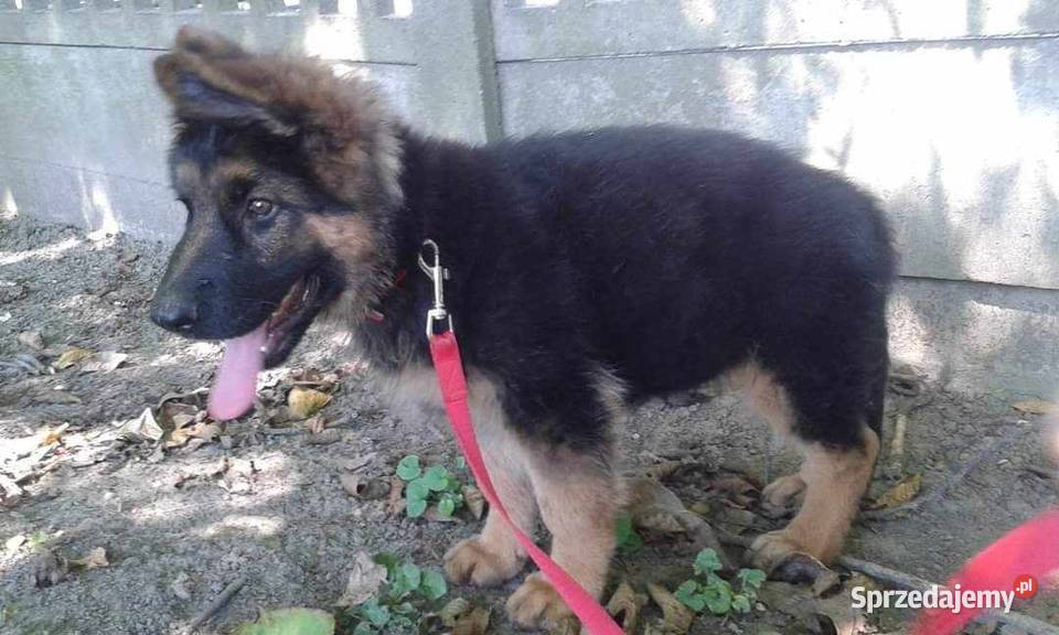 sprzedam szczeniaki podkarpackie Przemyśl