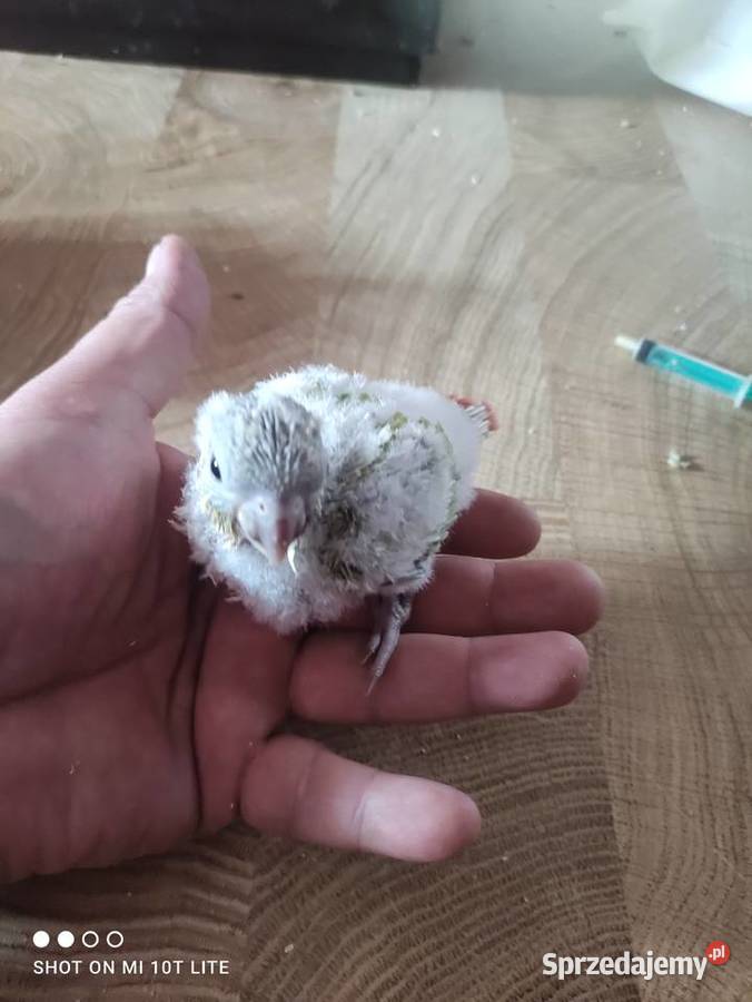 Ręcznie karmione Mnichy nizinne sprzedam