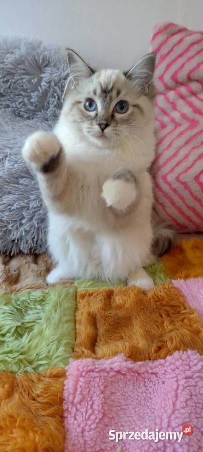 Kotka ragdoll niesteryliz Wrocław rodowód FPL