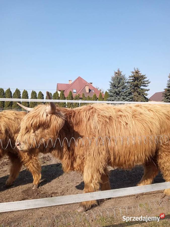 Bydło szkockie rasa Highland Bydło Słubice