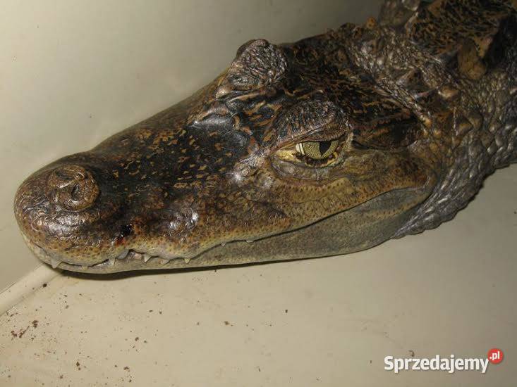 Sprzedam młode Kajmany okularowe Caiman Katowice