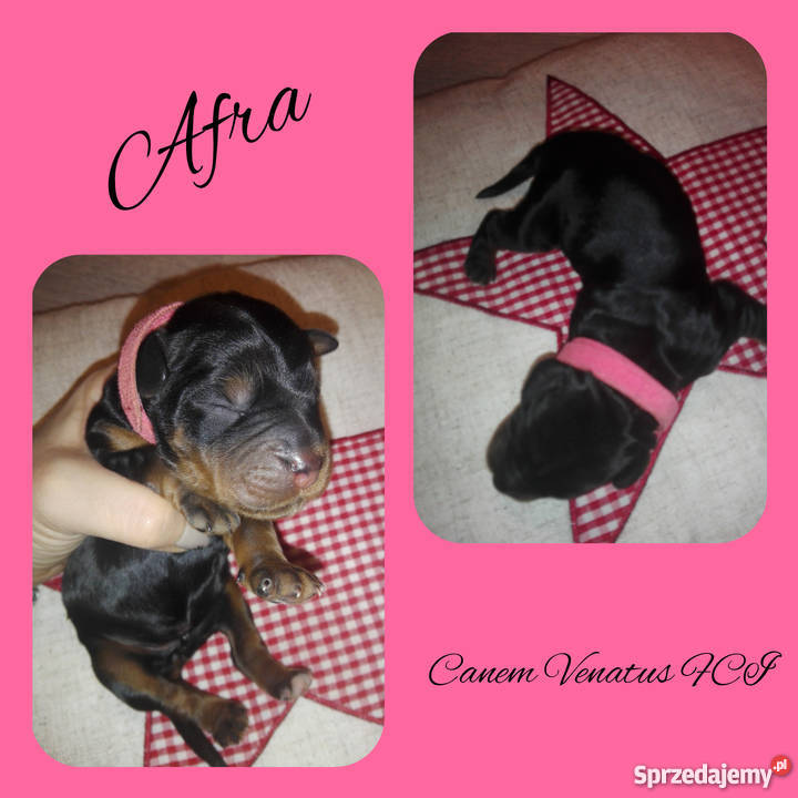 Zapowiedź miotu Seter Szkocki Gordon Jarząbkowice