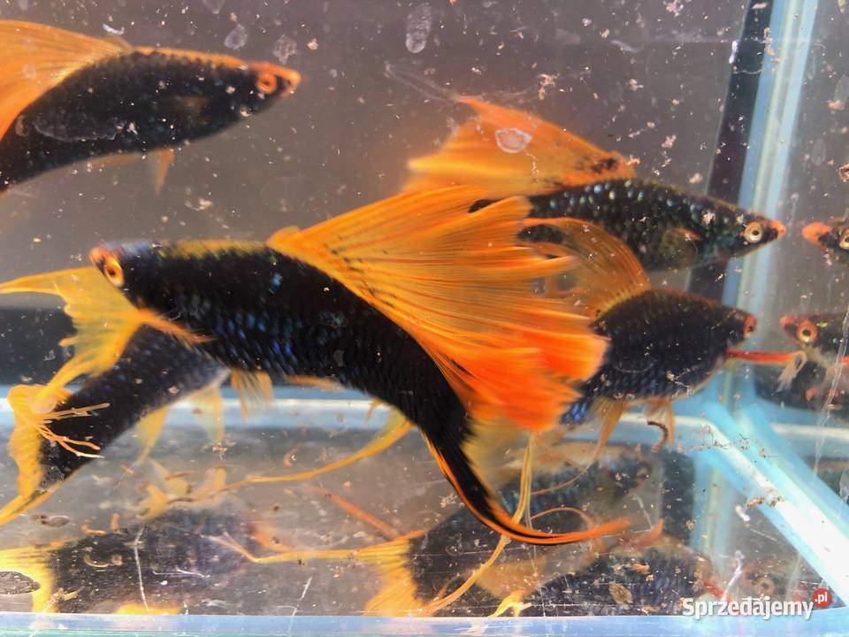 Mieczyk Hamburg Lira Delta XXL 10 12 Justynów