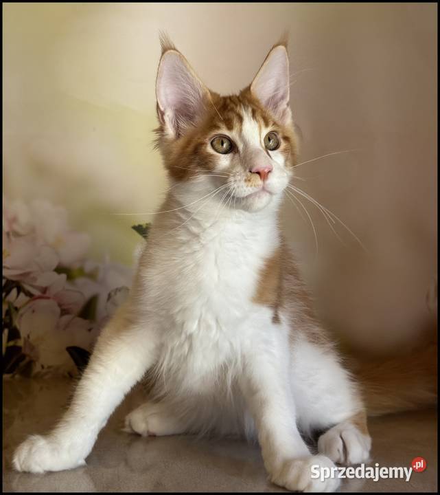 Kocurek Maine Coon Windor Już do odbioru Maine Coon Kraków sprzedam