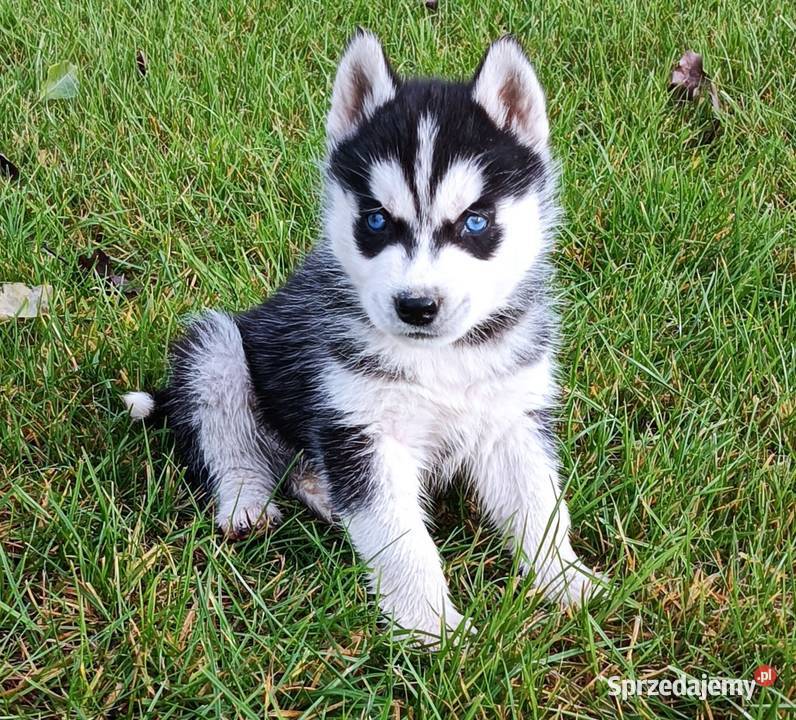 Szczeniaczki Siberian husky z elitarnym łódzkie Krośniewice