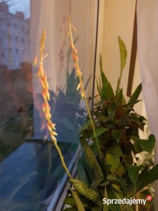 Gasteria sukulent roślina doniczkowa Trzebinia