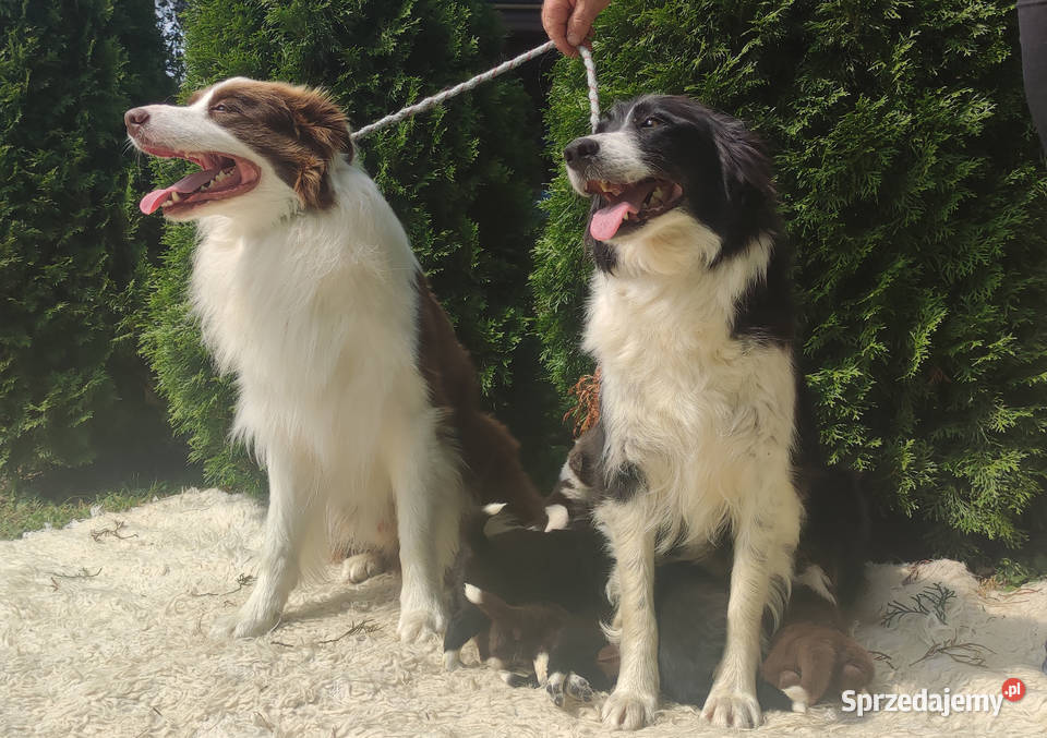 Wspaniały Pies FABIO BORDER COLLIE z pełną dok Iwonicz sprzedam