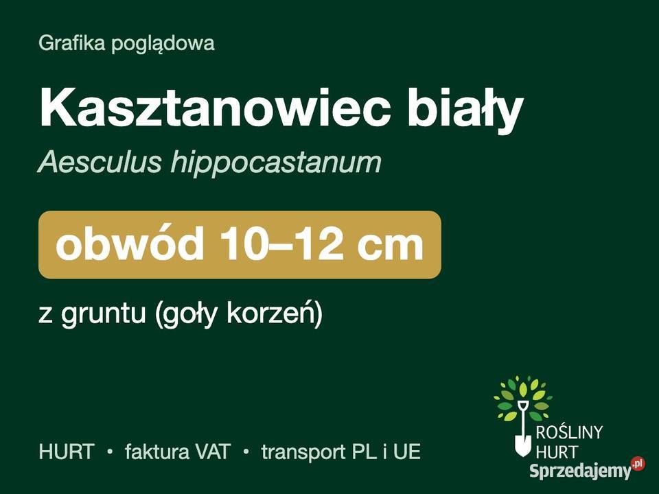 Kasztanowiec biały obwód 1012 z gruntu HURT Liściaste