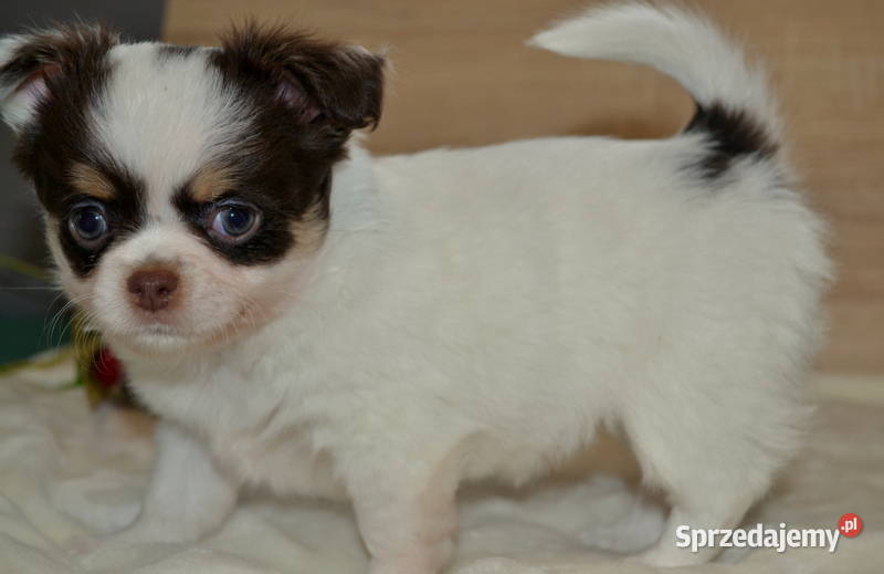 CHIHUAHUA PIĘKNE SZCZENIĘTA mazowieckie Warszawa sprzedam