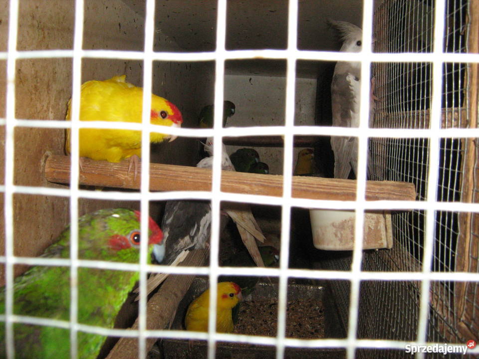 Sprzedam papugi faliste Zamość
