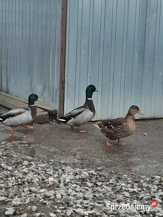 Kaczki Staropolskie kilka sztuk Ptaki Izbica