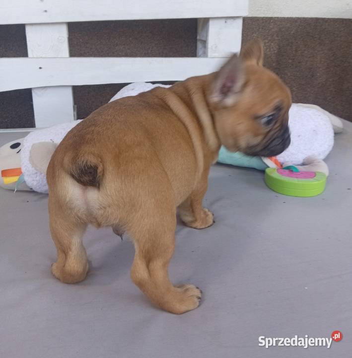 Buldog francuski