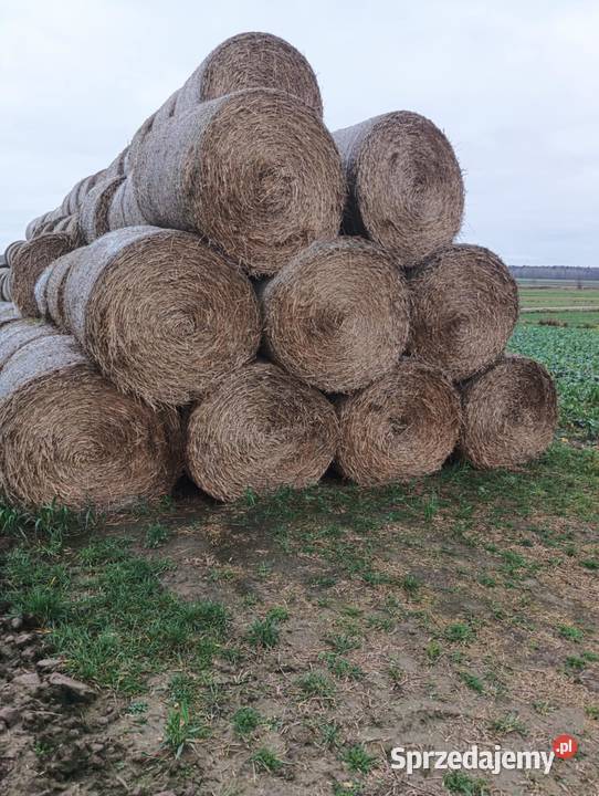 Słoma Stara Kornica