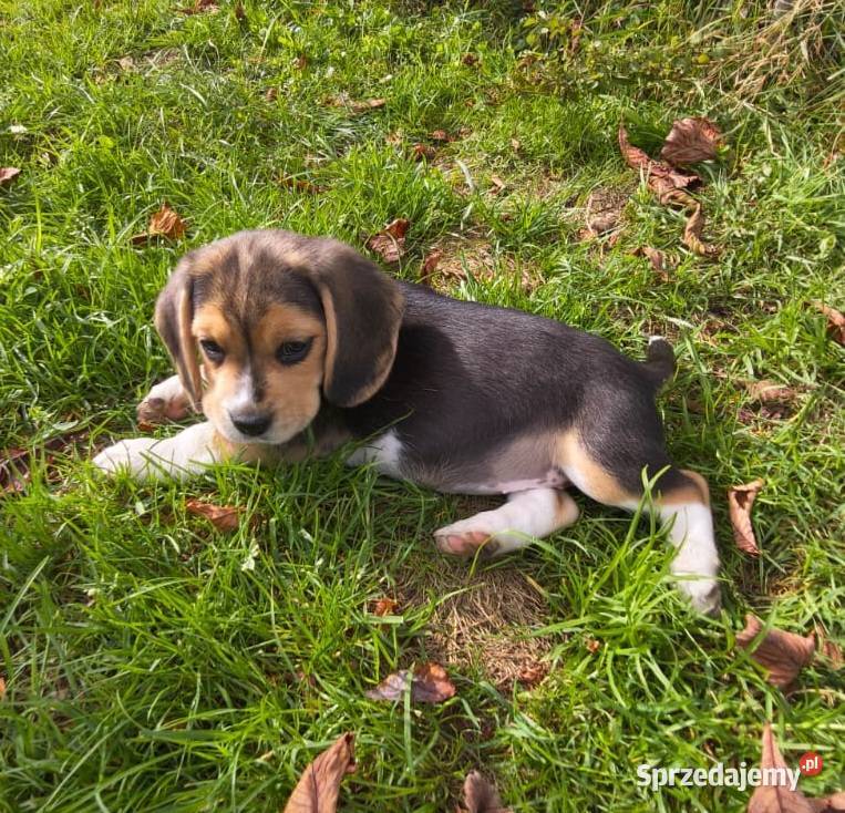 Beagle szczeniaki ZKwPFCI śląskie Żywiec