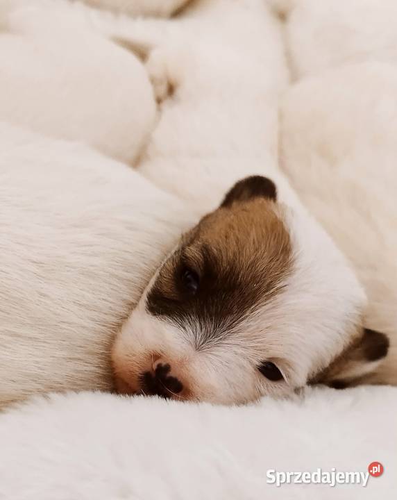 Jack Russell terrier szczeniaki Sadowie
