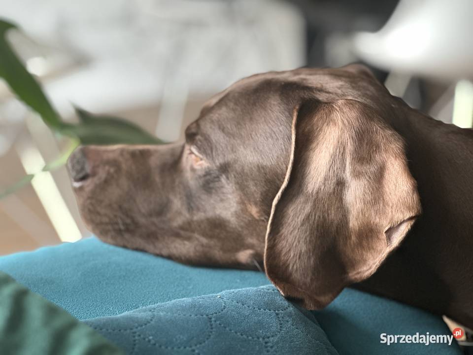 Reproduktor Pointer Marki