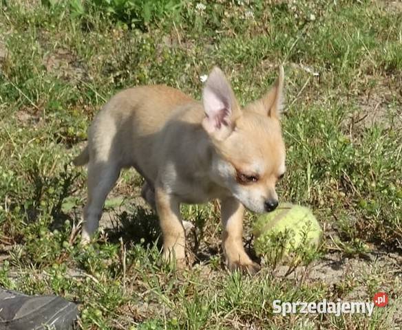 Chihuahua Września