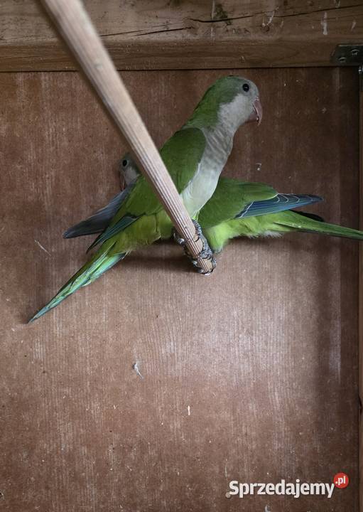 Mnichy nizinne łódzkie Radomsko