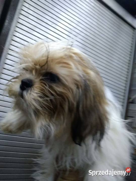 Piesek Shih tzu kujawsko-pomorskie Unisław