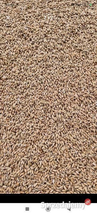 Pszenżyto sprzedam
